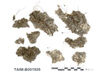 藏品(石地錢)的圖片